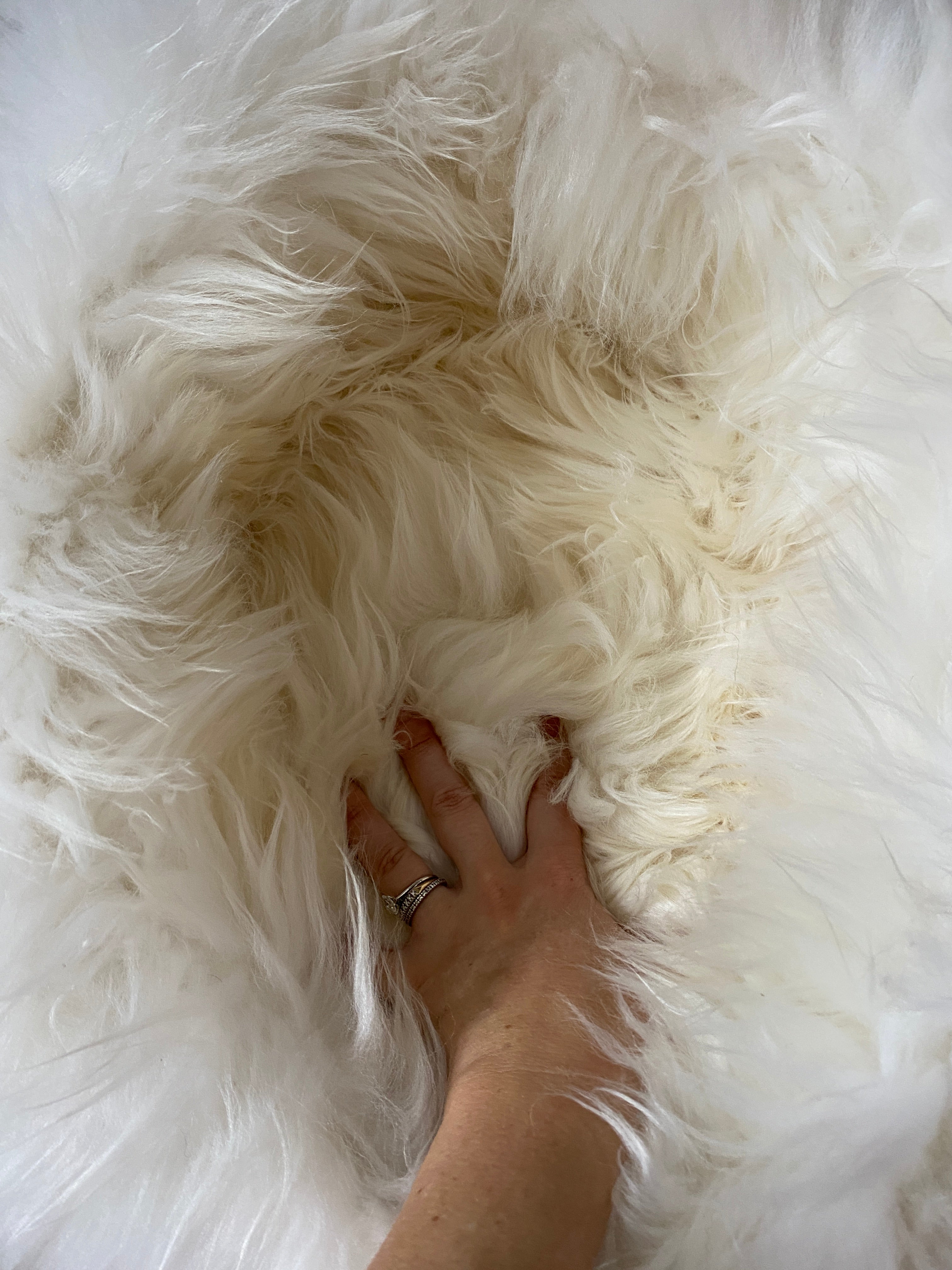 MEDIUM Plush Ivory Sheepskin Pet Bed
