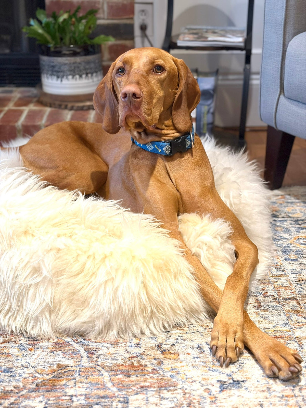 Non-Toxic Dog Must Haves– East Perry