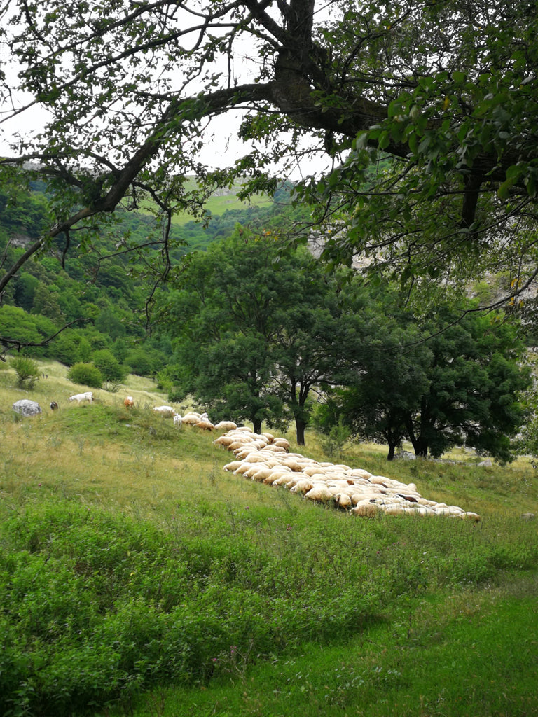 ETHICALLY SOURCED SHEEPSKIN RUGS