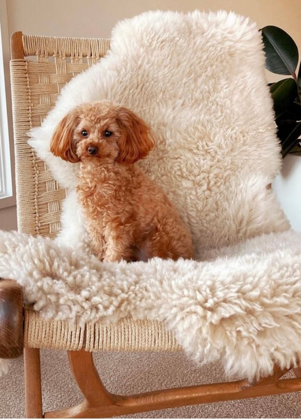 The Ultimate Comfort: Using Natural Sheepskin to Reduce Your Dog's Anxiety