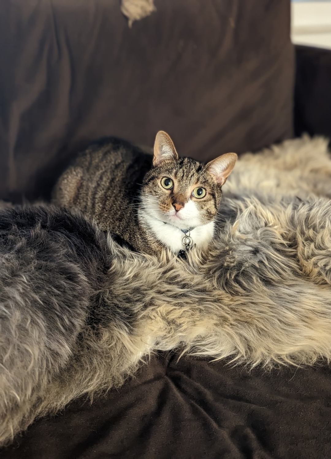 DOGS AND CATS LOVE NATURAL SHEEPSKIN TOO! FIND OUT WHY...