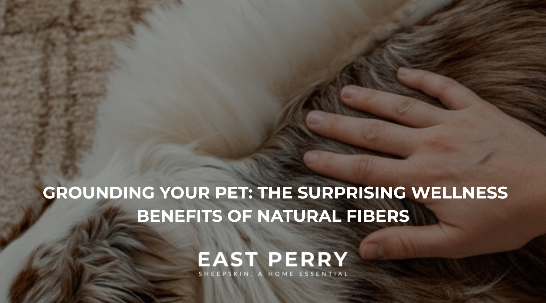 deep pressure touch for dogs