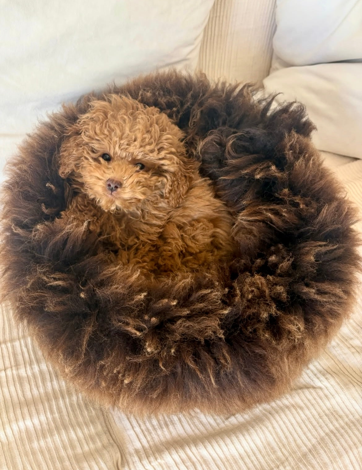 The Snug in Brown, Small