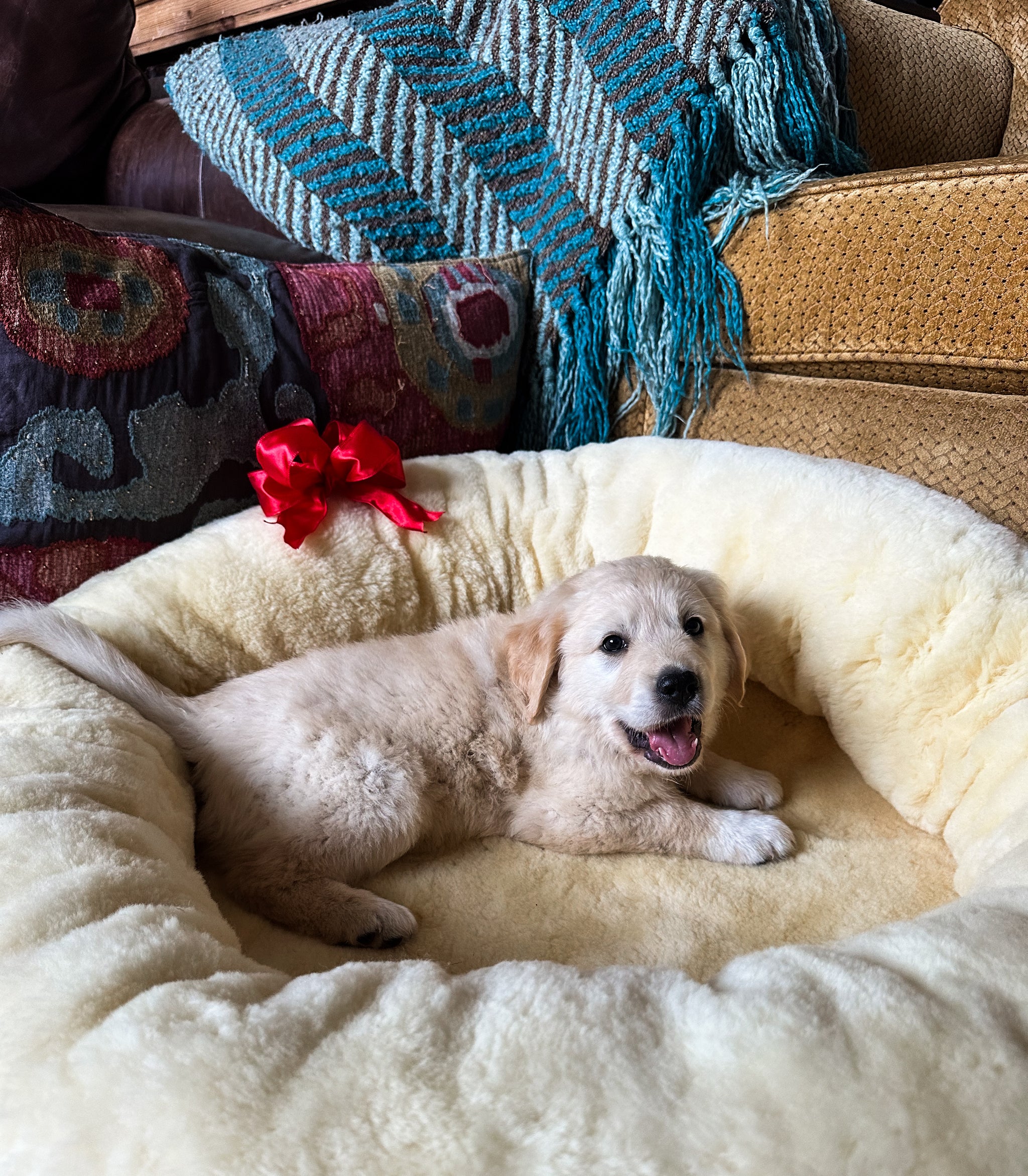 SNUGLY Short Fur Sheepskin Dog Beds