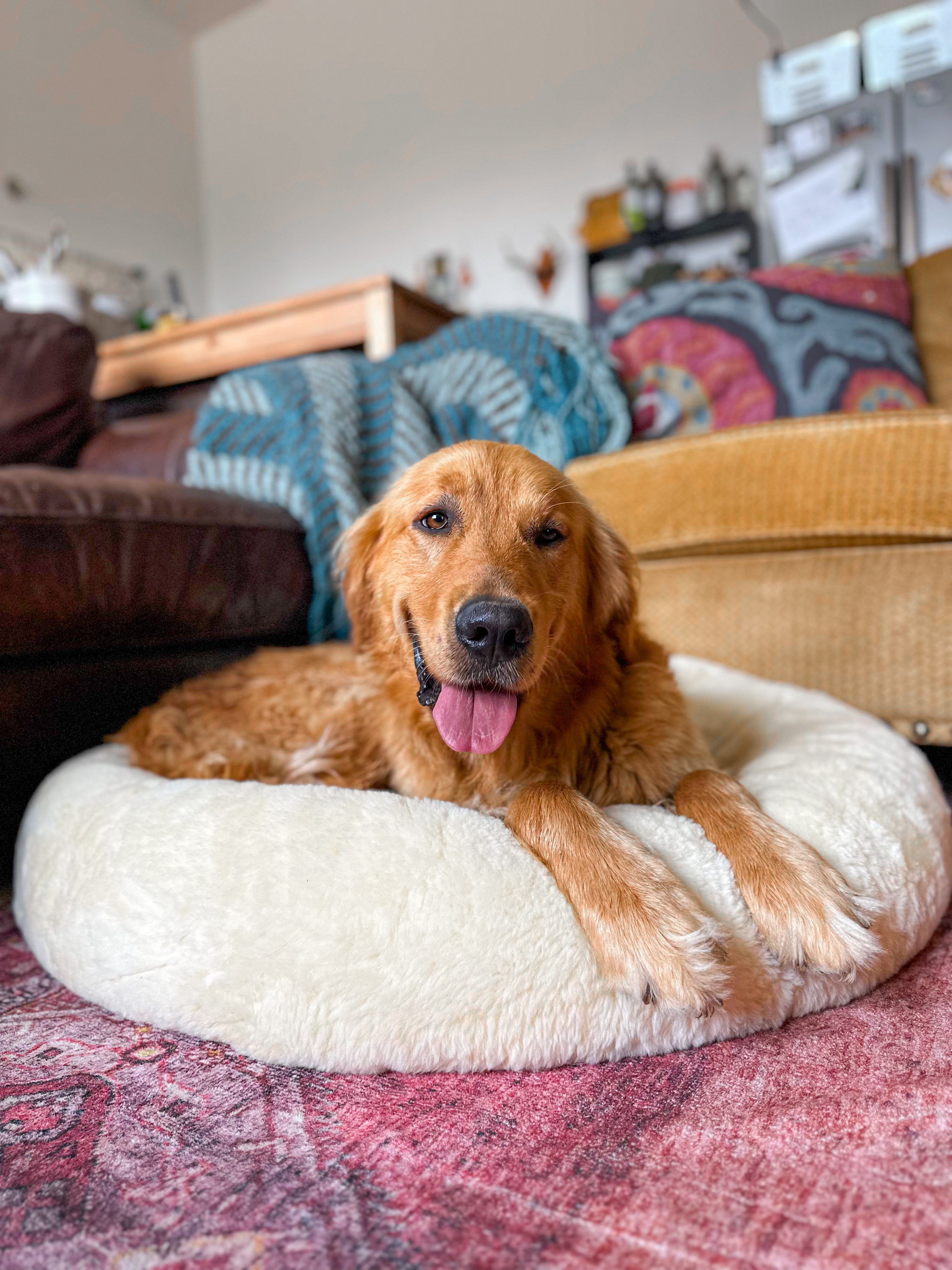 SNUGLY - Short Fur Sheepskin Dog Bed