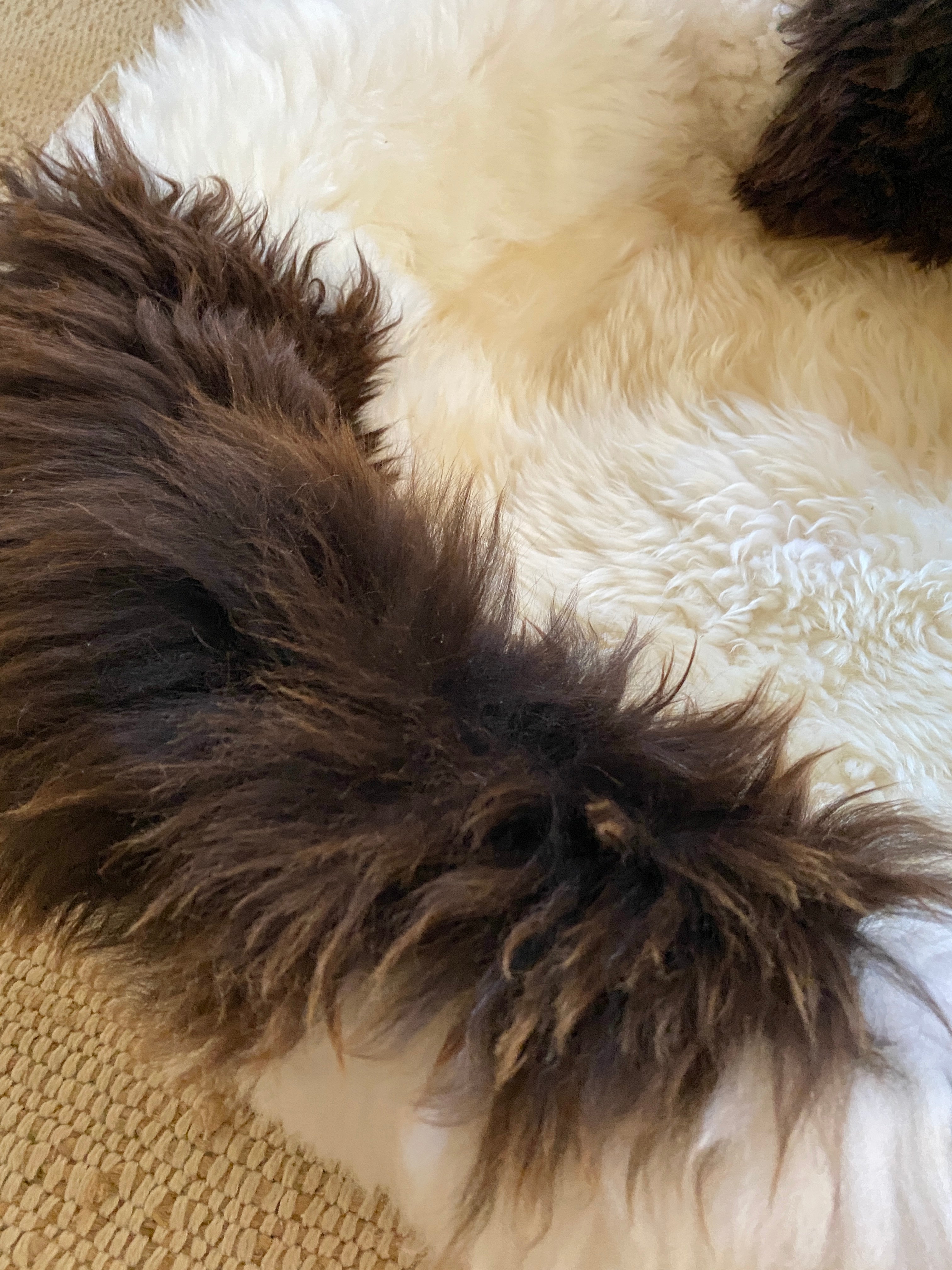 Exclusive Animal Snug #2