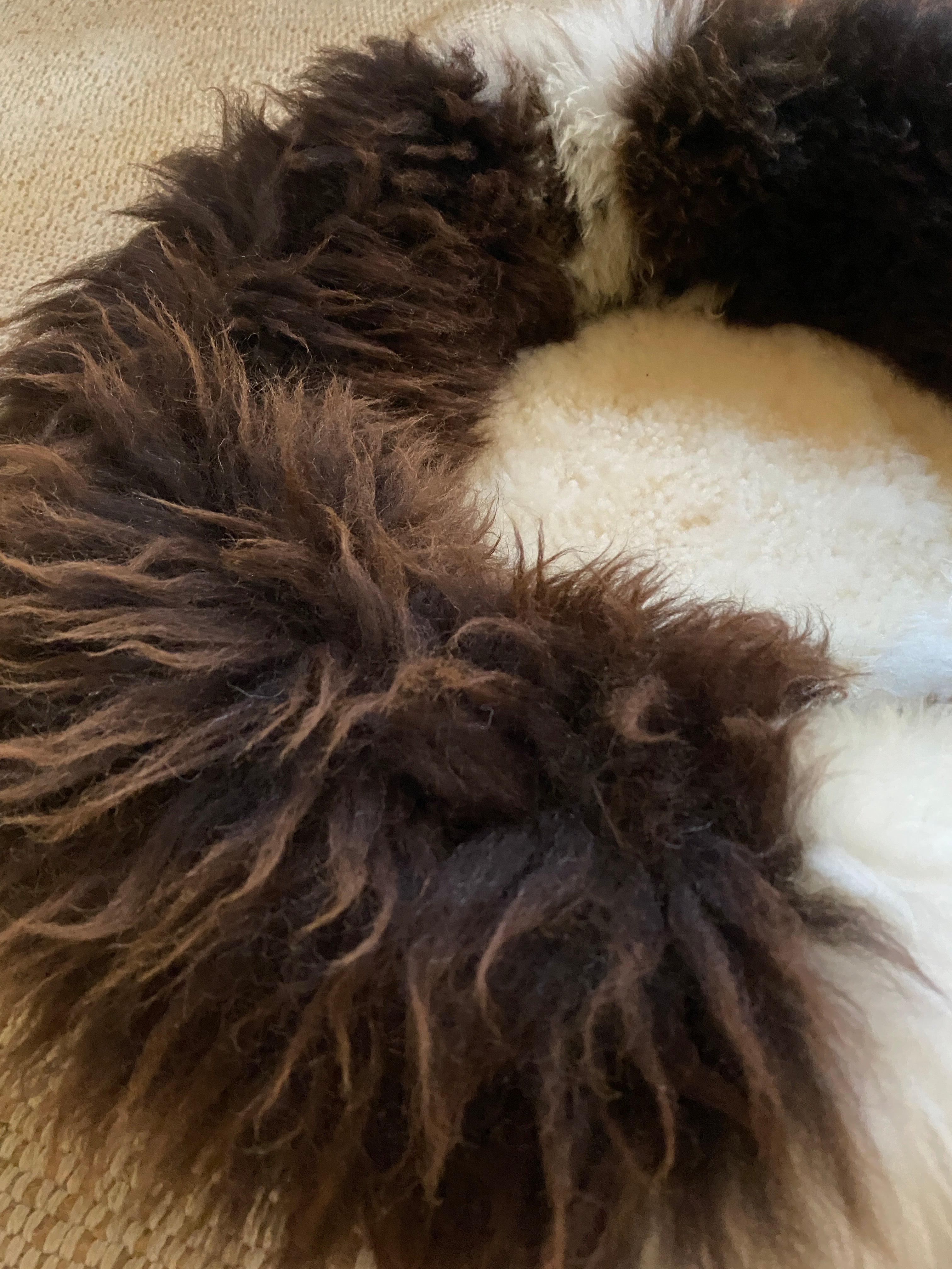 Exclusive Animal Snug #4