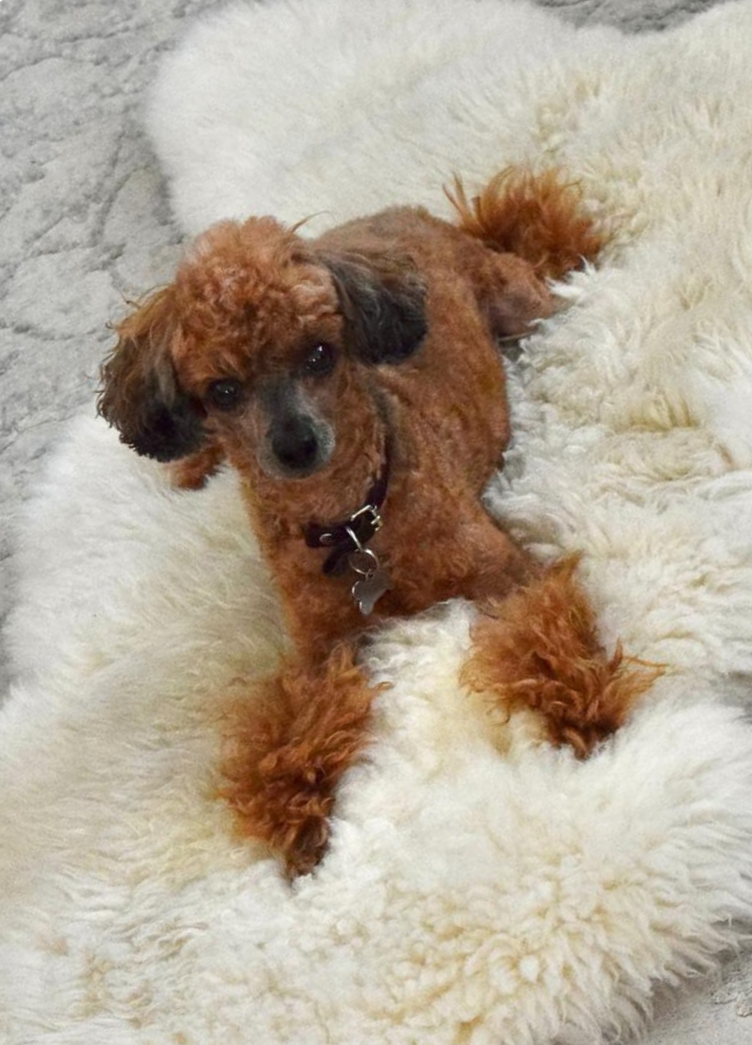 Sheepskin Dog Bed