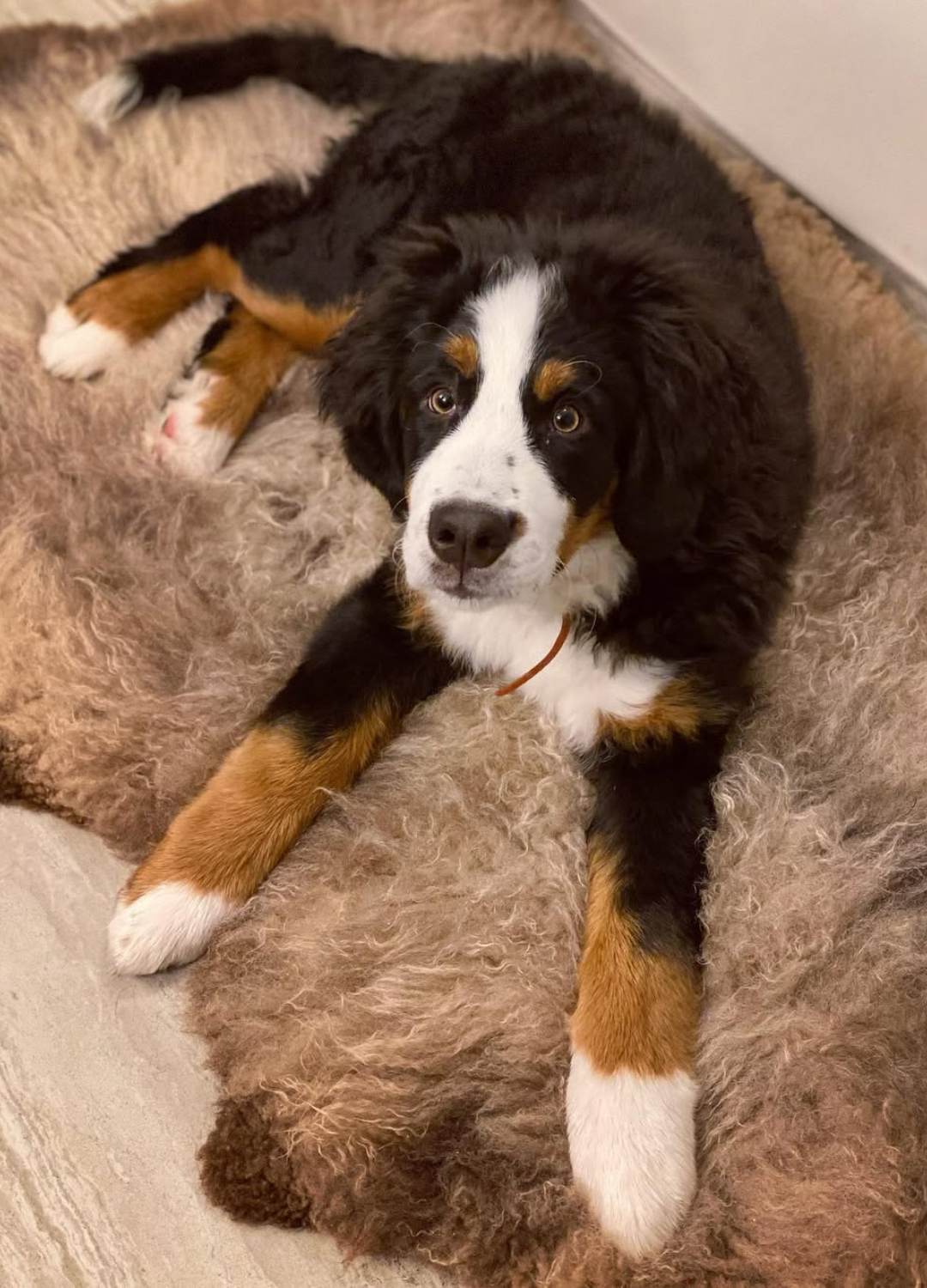 Sheepskin Dog Bed
