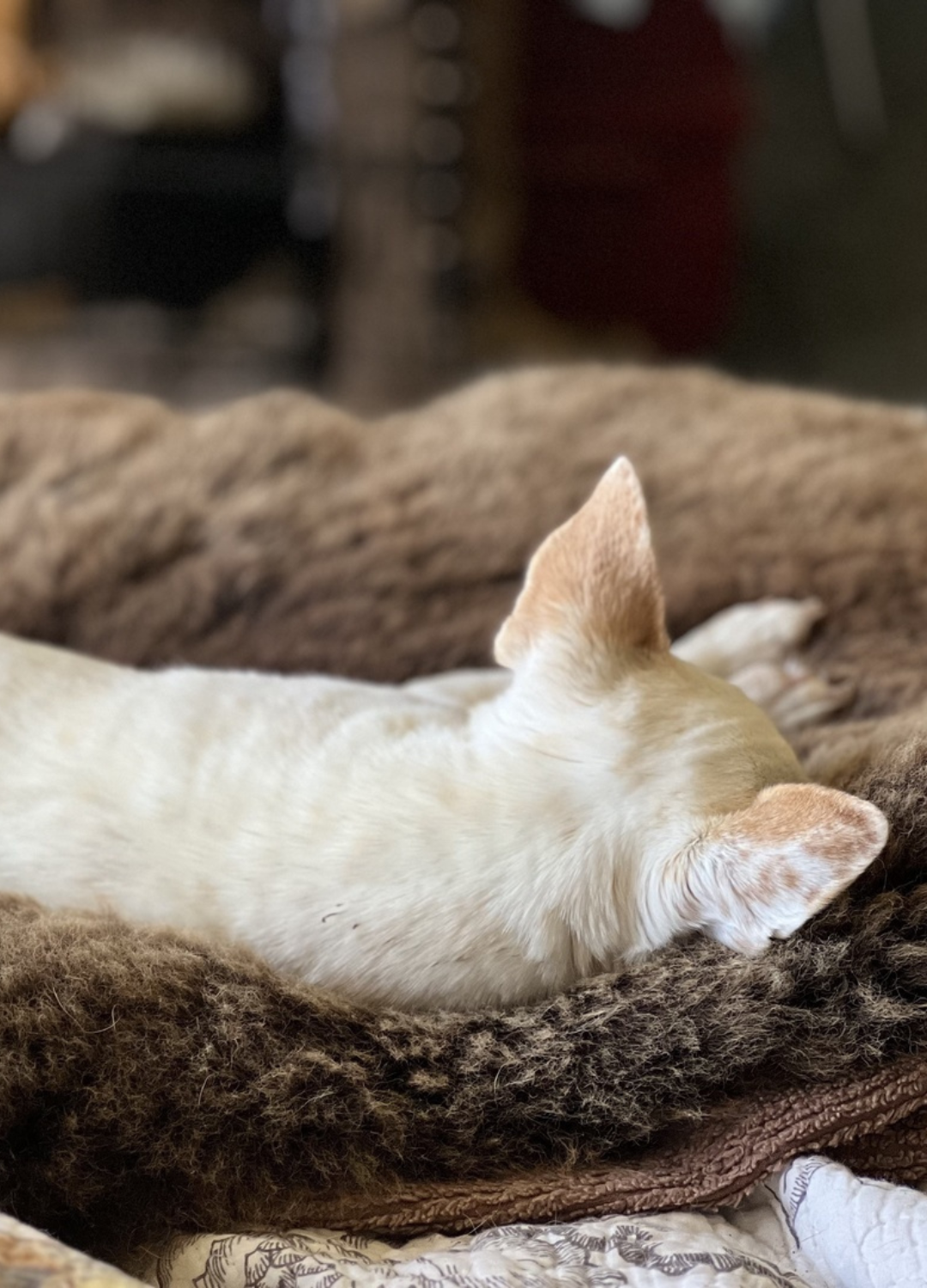 Sheepskin Dog Bed