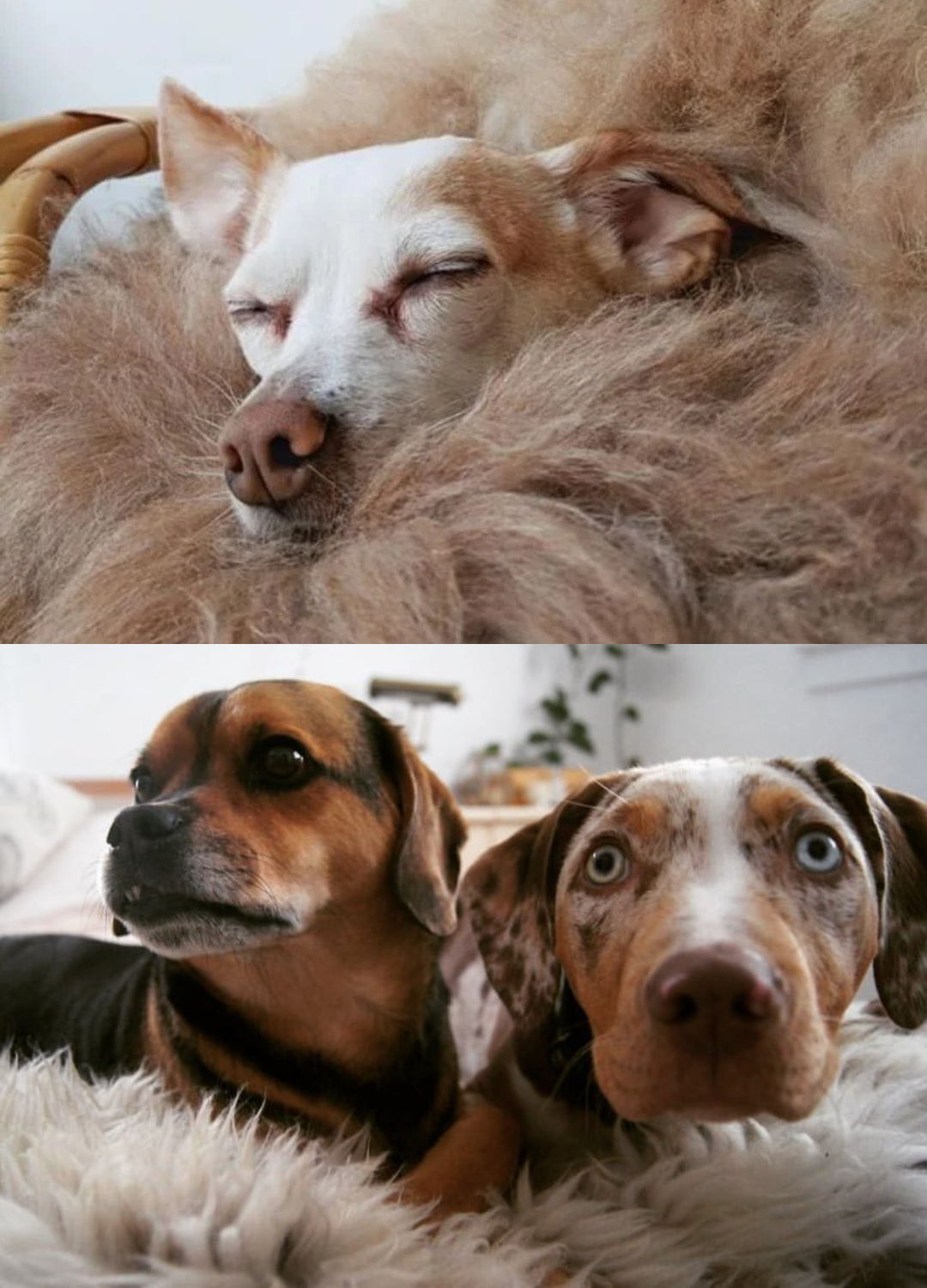 Sheepskin Dog Bed