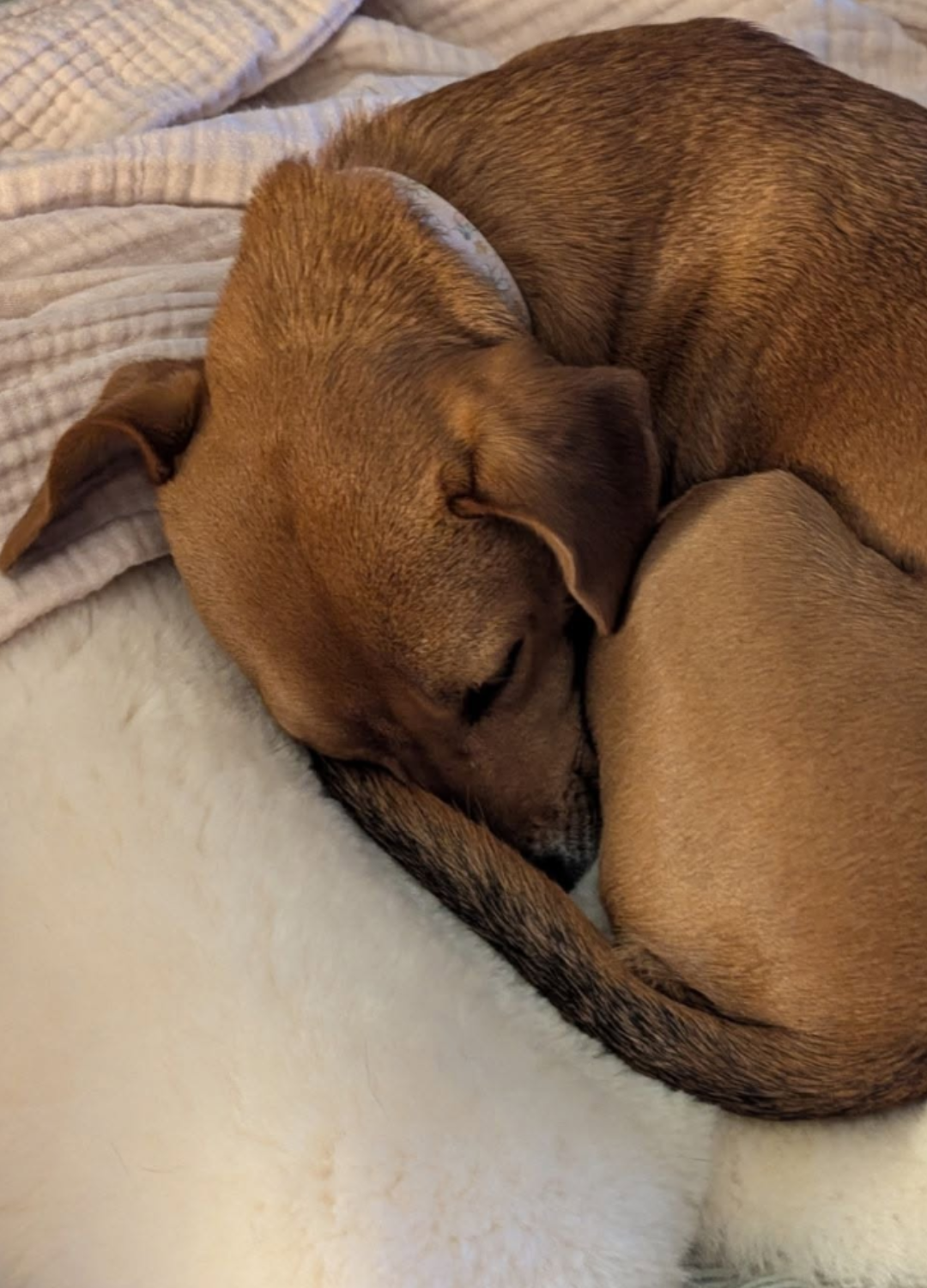 Sheepskin Dog Bed