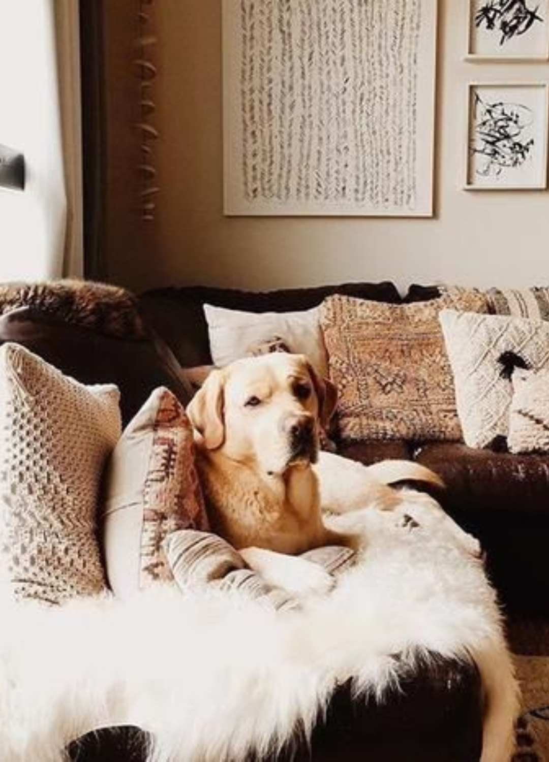 Sheepskin Dog Bed