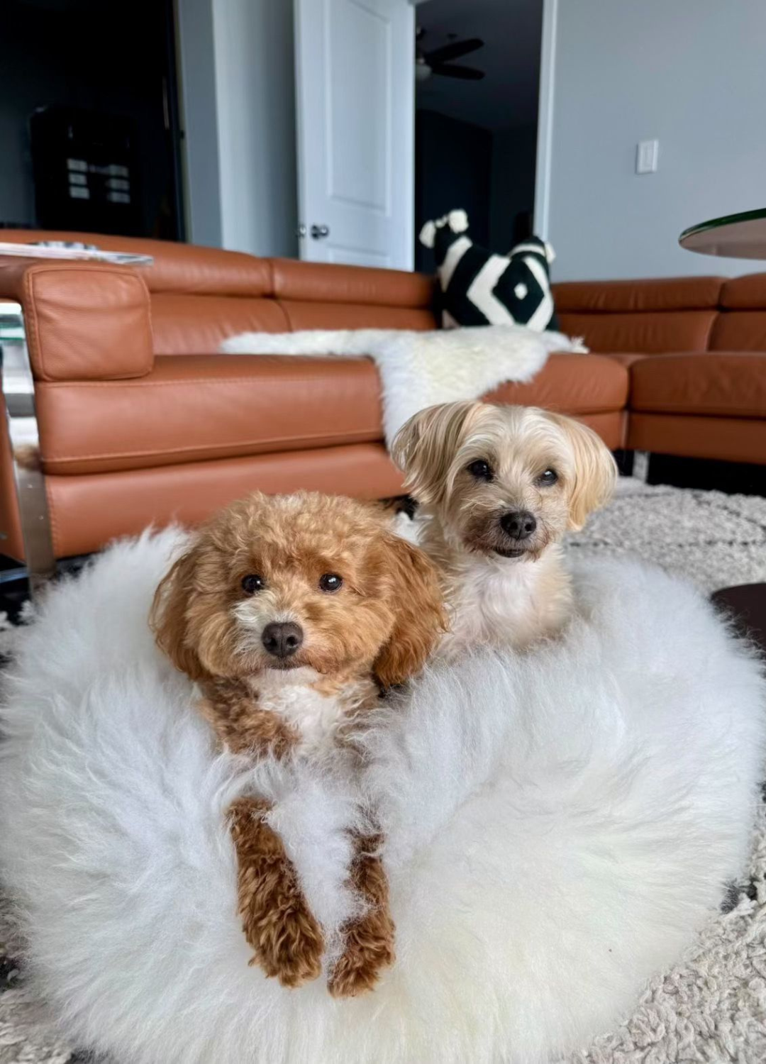 Sheepskin Dog Beds