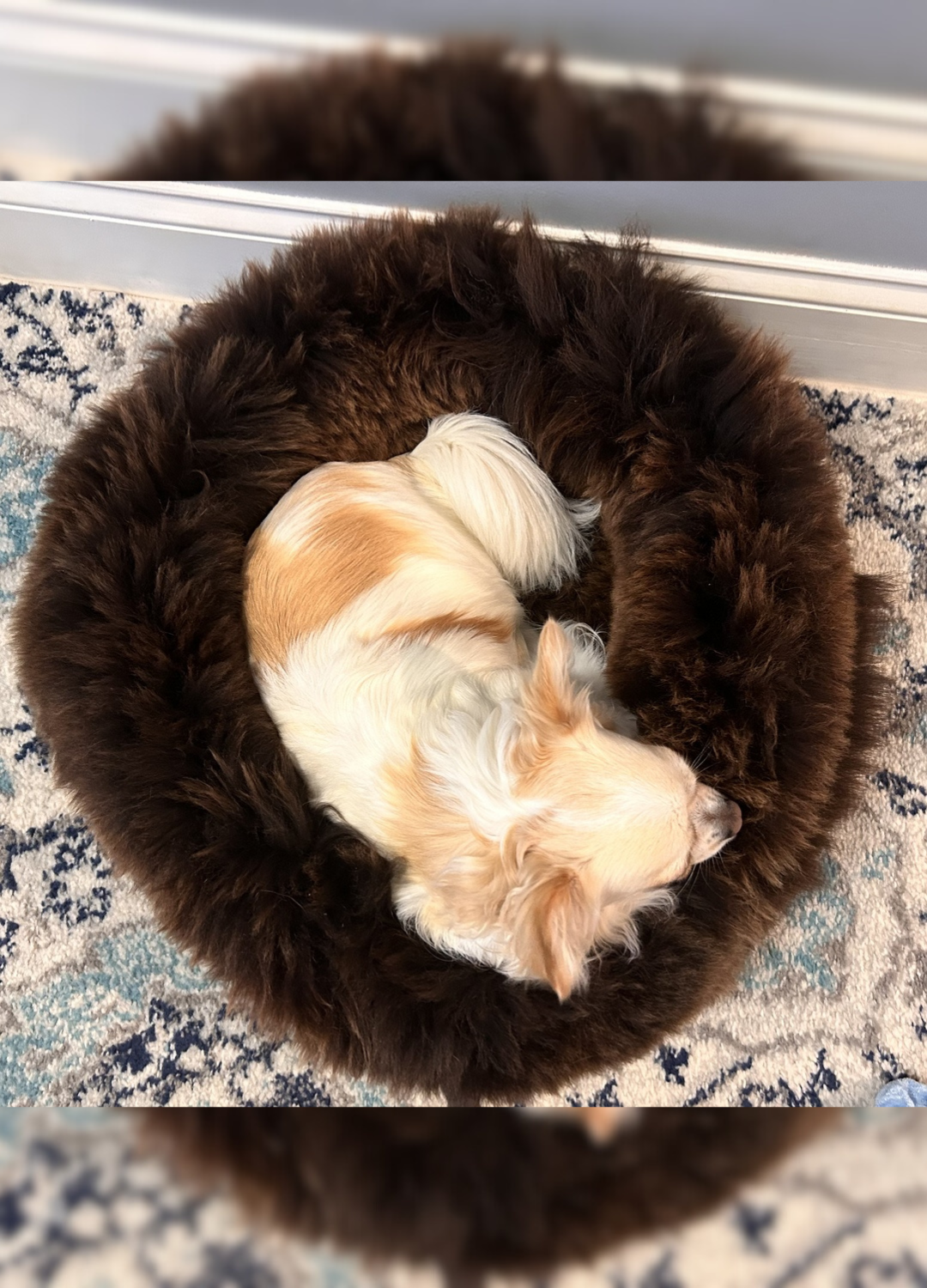 Sheepskin Dog Beds