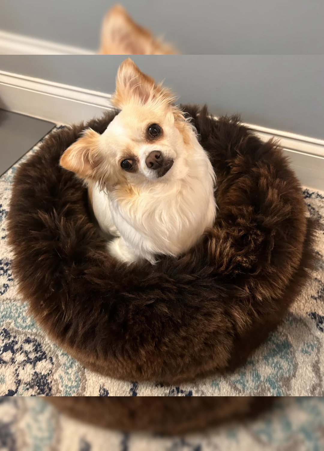 Sheepskin Dog Beds