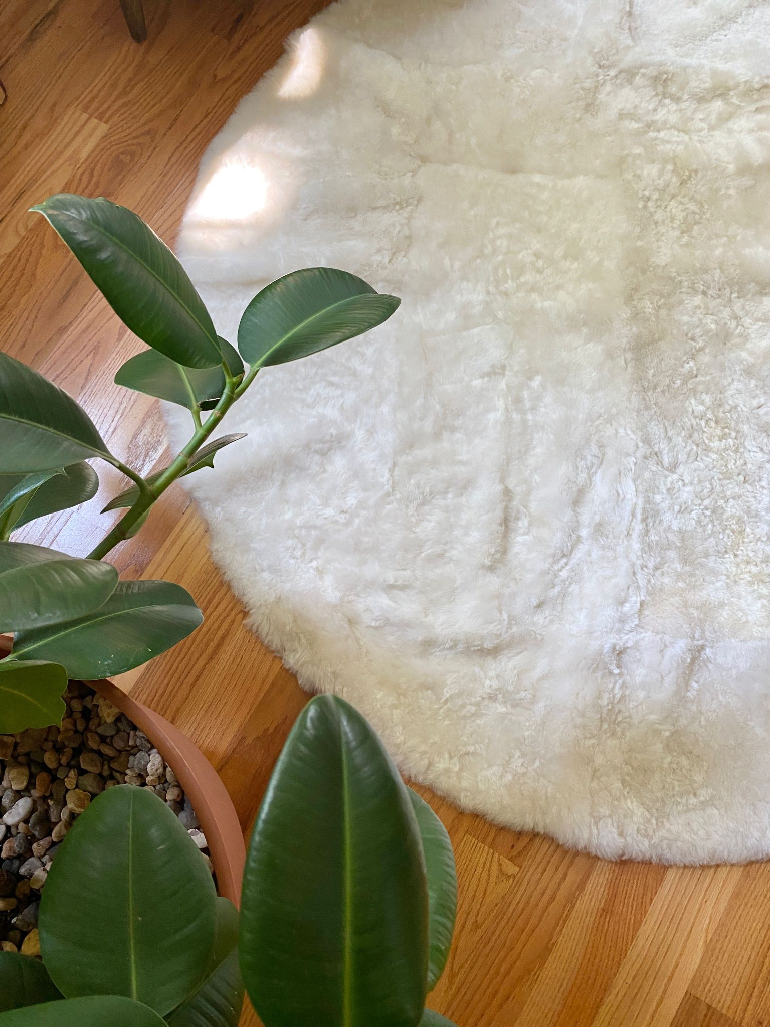 Sacred Spaces Collection: Shorn Circle Centerpiece 6' x 6'