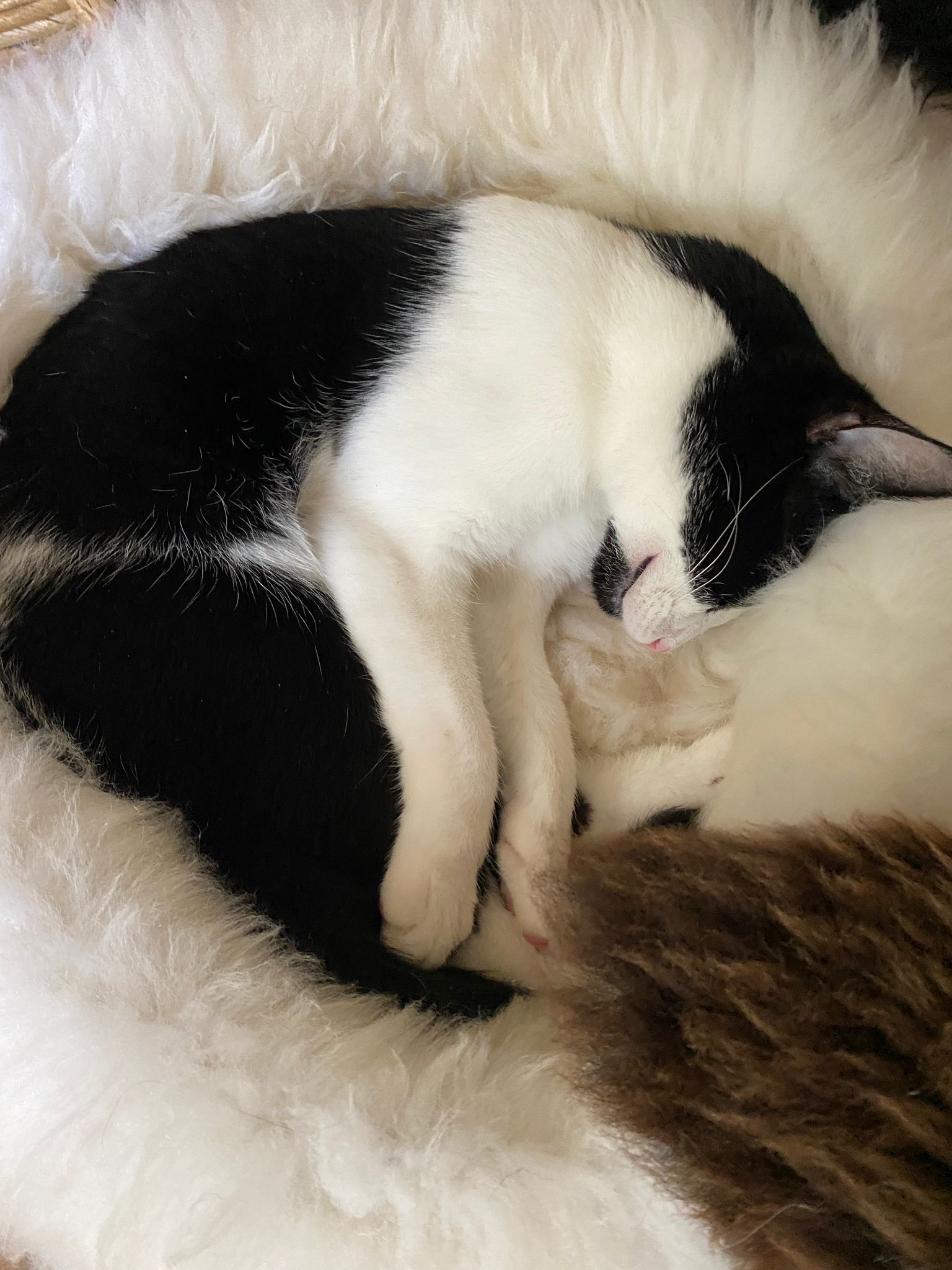 SMALL Ivory Sheepskin Pet Bed