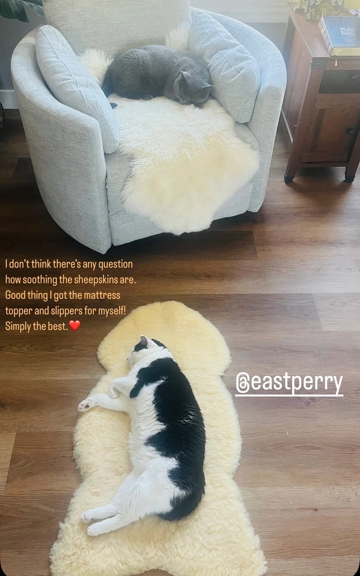 Dog lying on a sheepskin rug family bundles
