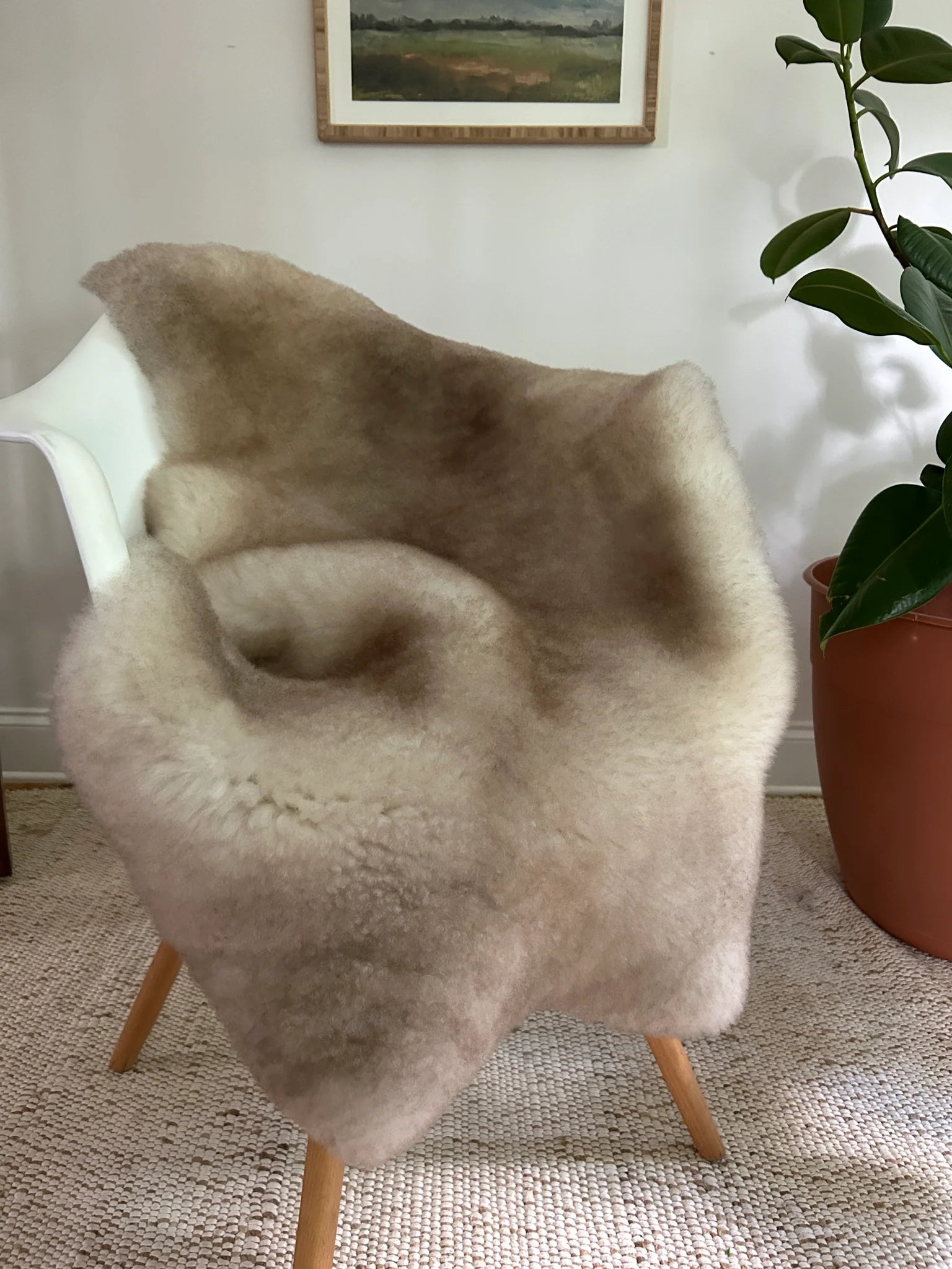 Greyish brown shortfur sheepskin