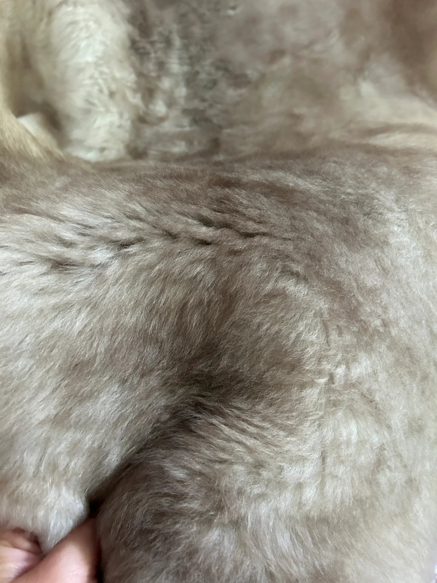 Texture of greyish brown shortfur sheepskin