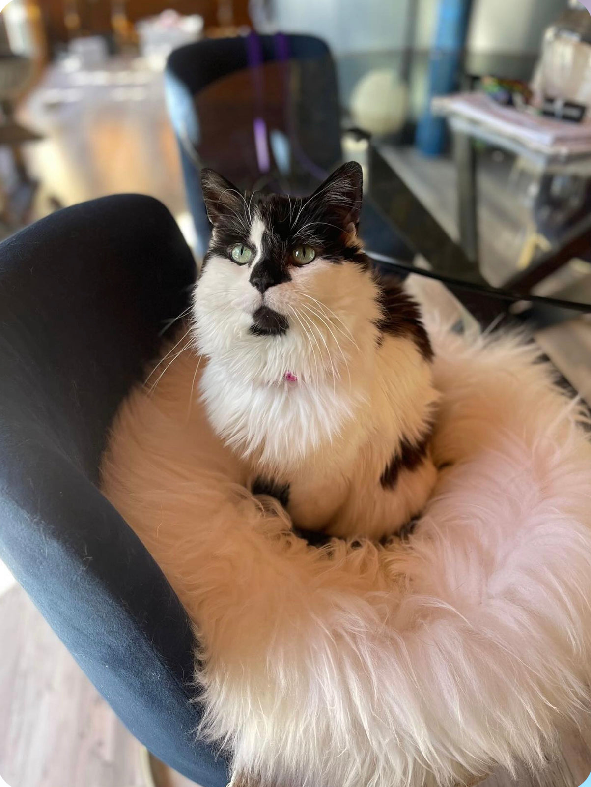 SMALL Ivory Sheepskin Pet Bed