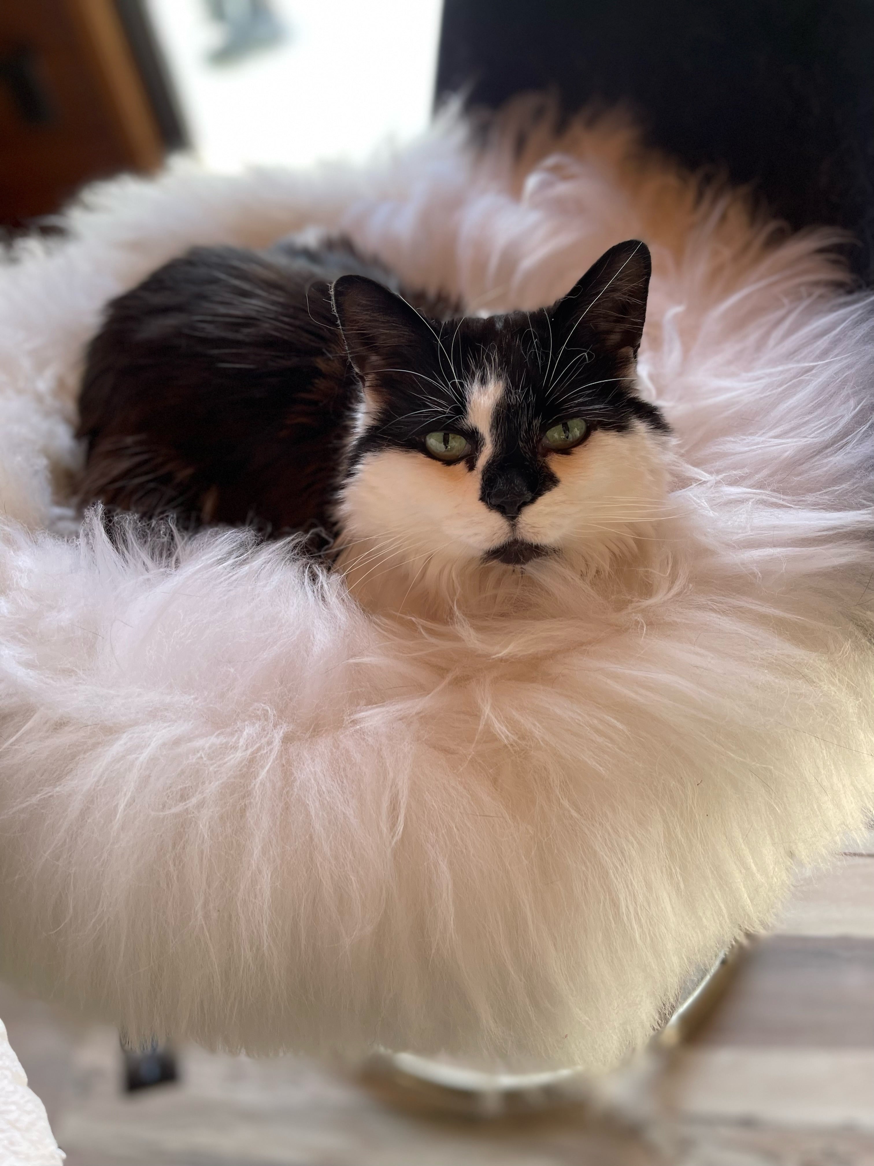 LARGE Plush Ivory Sheepskin Pet Bed