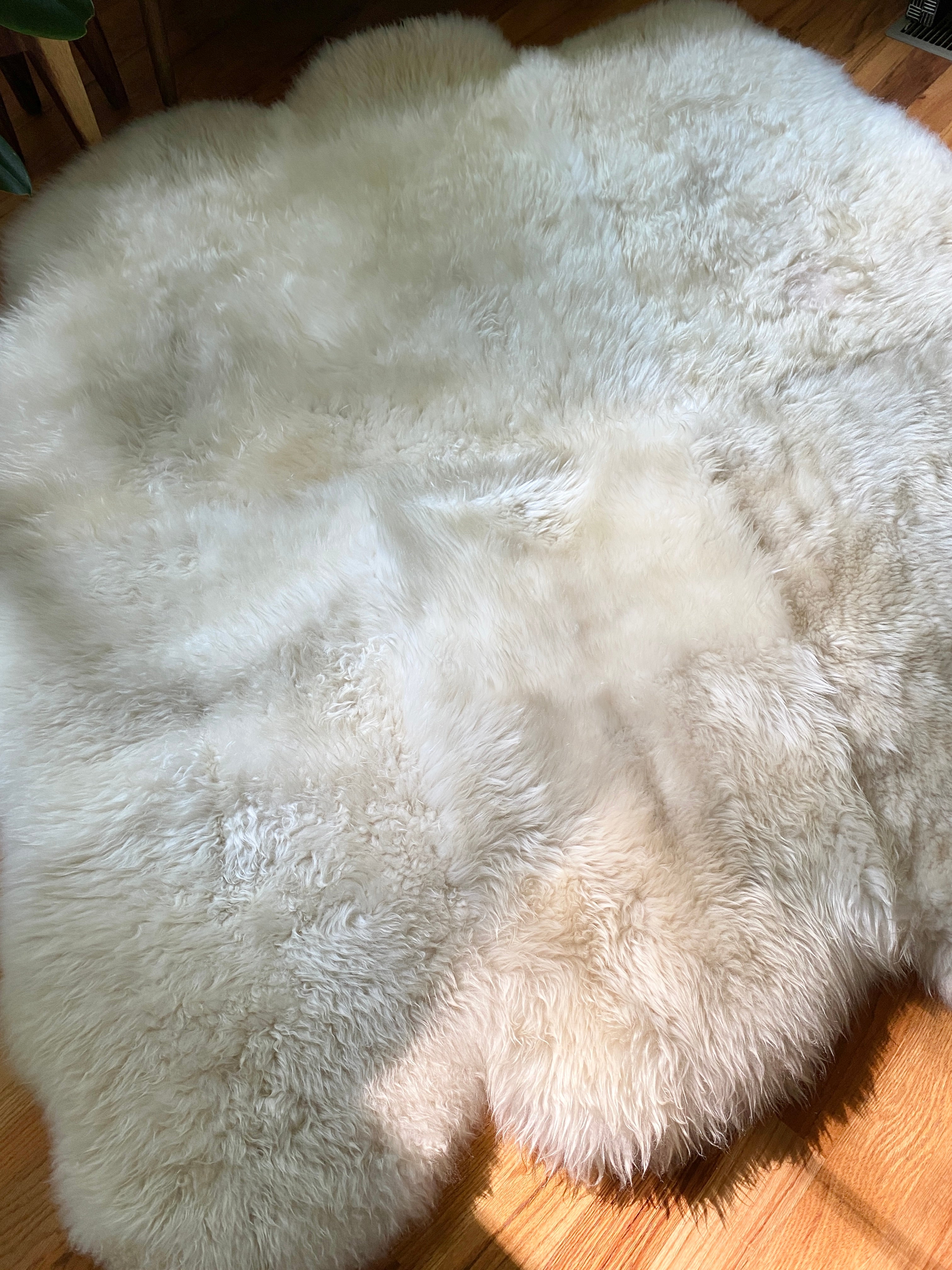 SACRED SPACES COLLECTION: GOLDEN IVORY SEXTO SHEEPSKIN