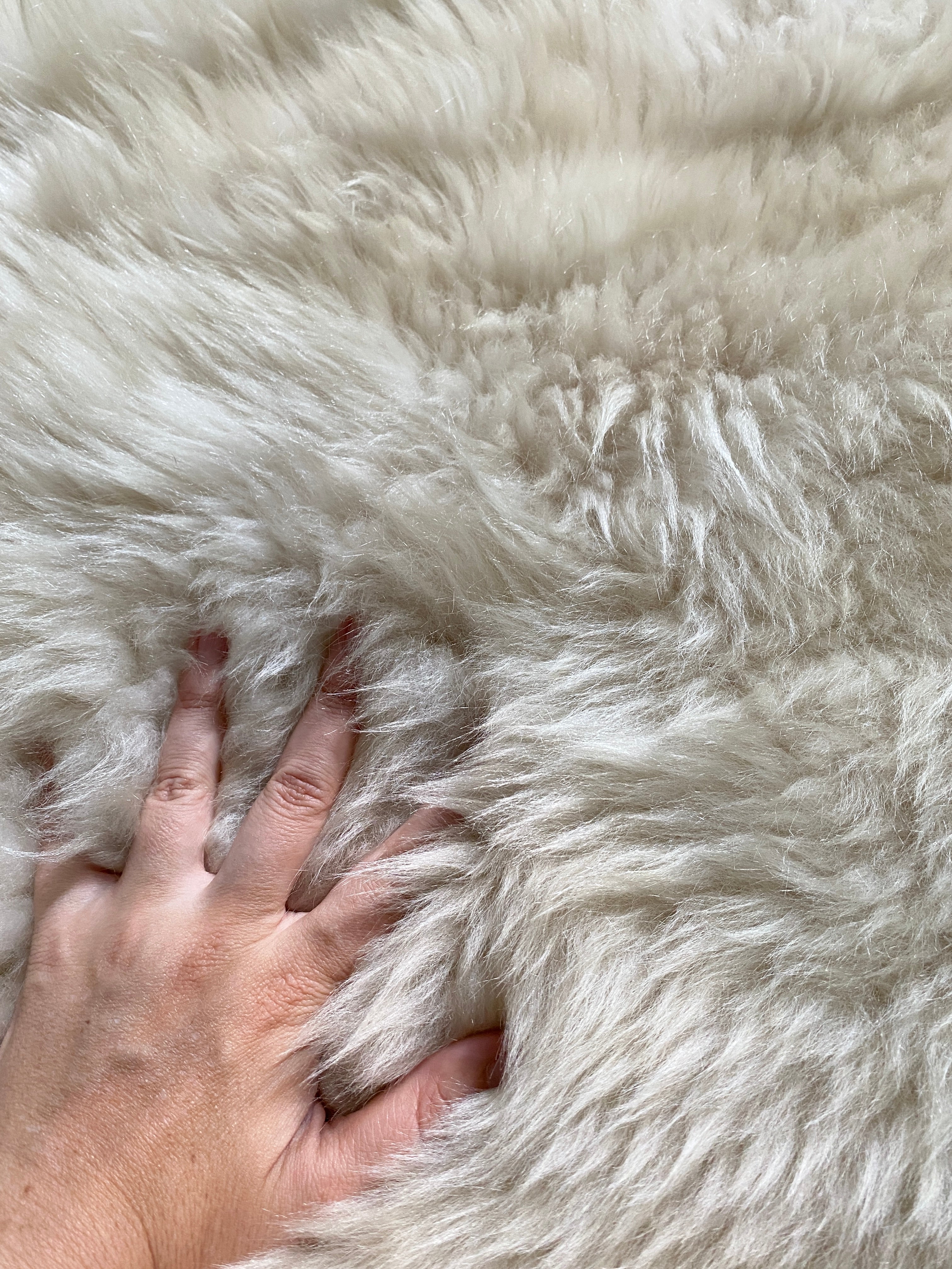SACRED SPACES COLLECTION: GOLDEN IVORY SEXTO SHEEPSKIN