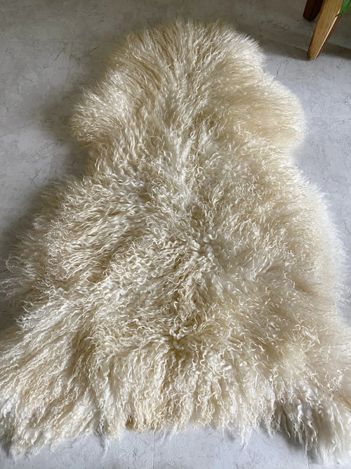 Top-view of longhaired ivory gotland