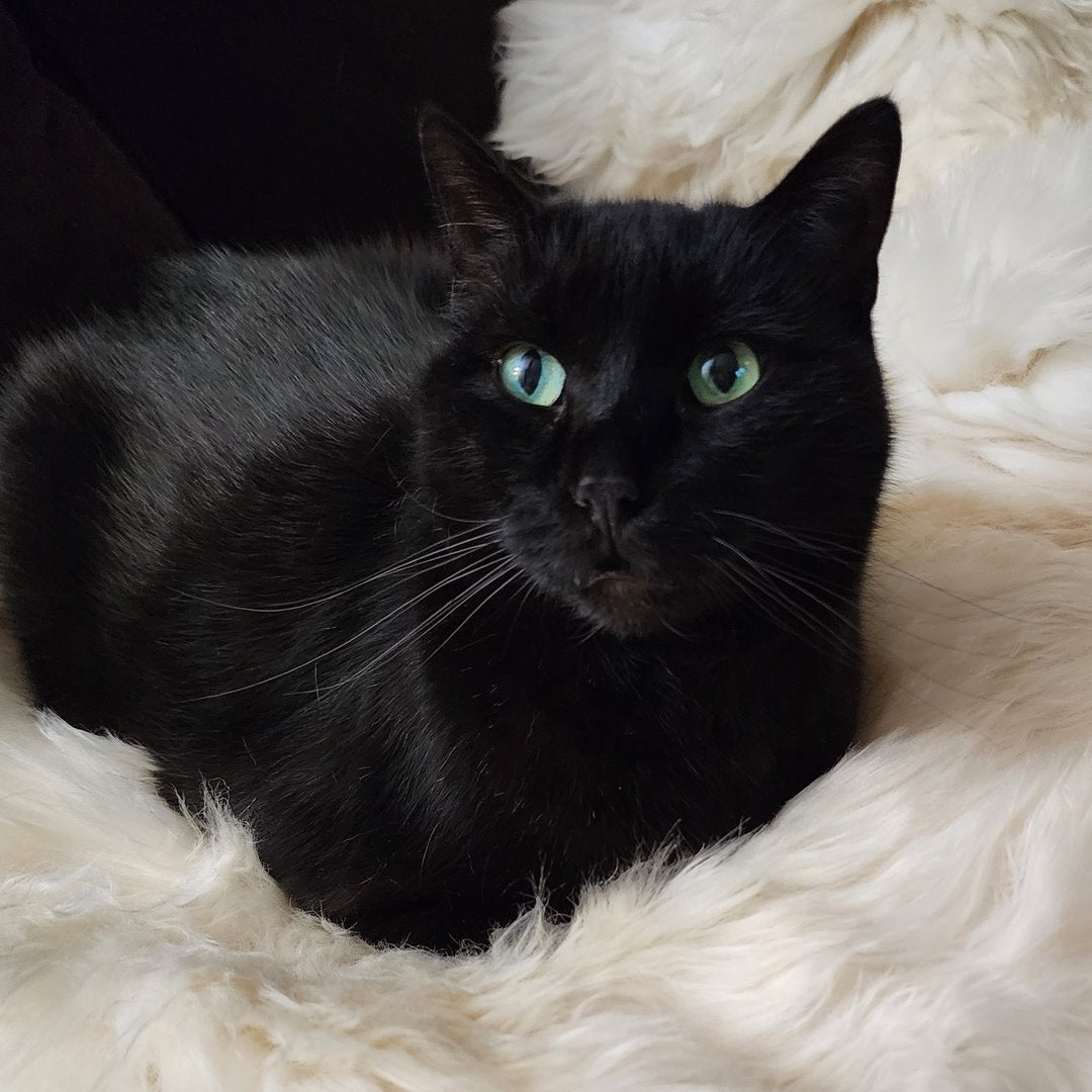 SMALL Ivory Sheepskin Pet Bed