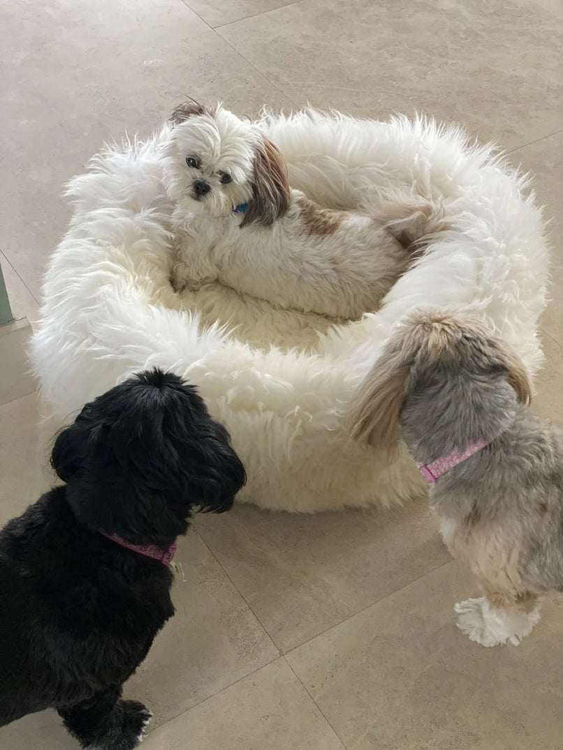 Three dogs on plush animal snug
