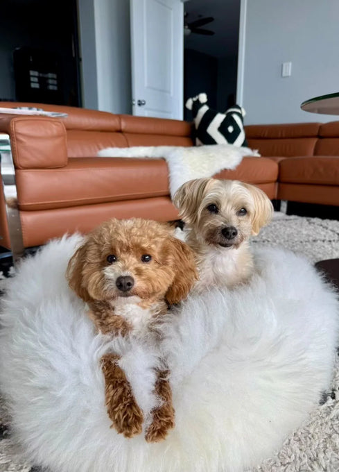 Two dogs sitting on a plush ivory animal snug