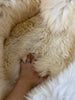 Texture of plush ivory animal snug