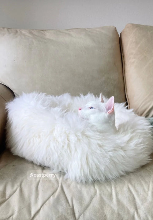 White cat lying on a plush ivory animal snug 