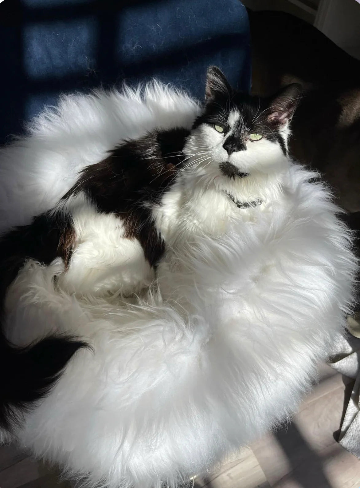 Cat lying on a plush ivory animal snug