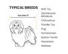 Diagram of typical small dog breeds with a Shih Tzu