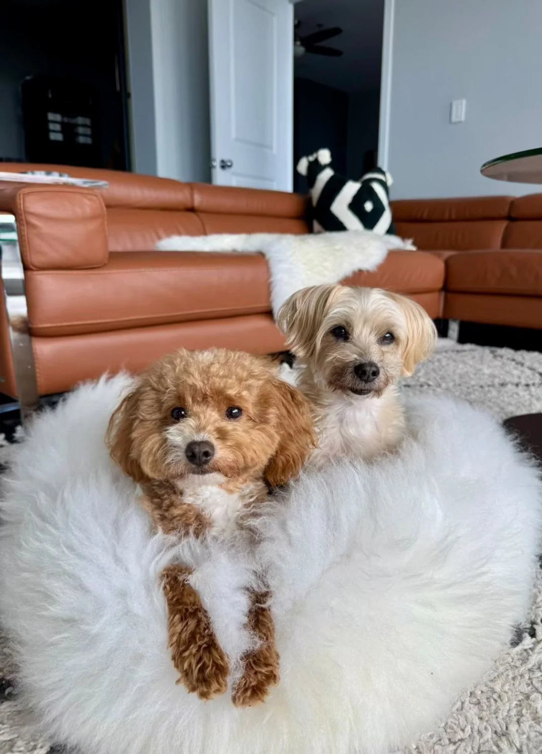 Two dogs sitting on sheepskin dog beds