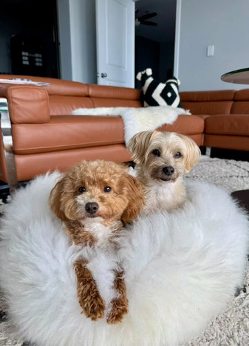 Two dogs sitting on sheepskin dog beds
