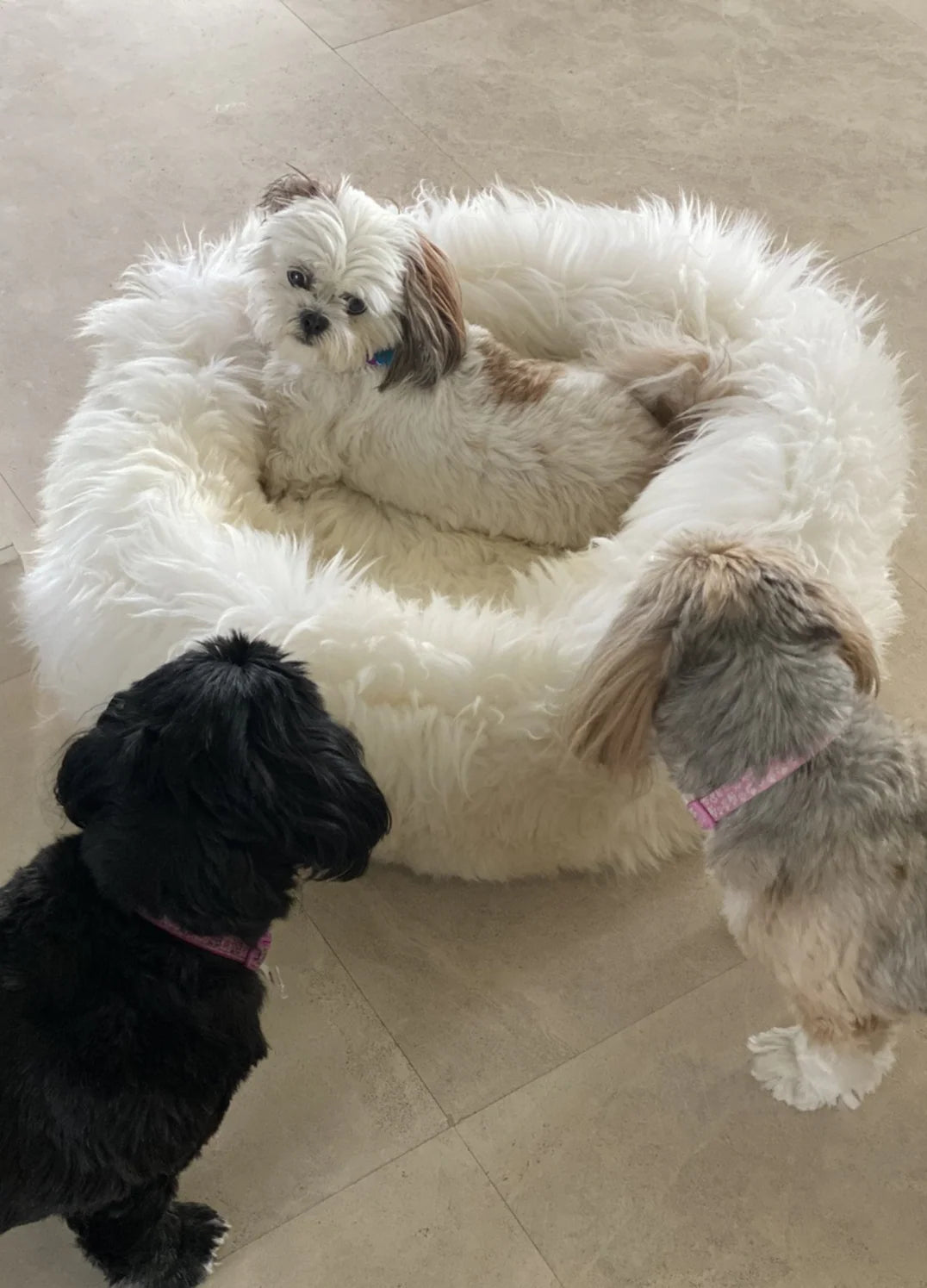 Three dogs on sheepskin dog beds