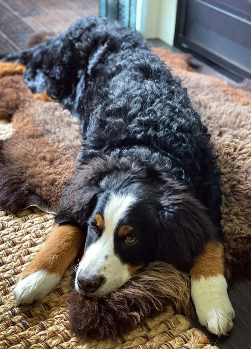 Dog lying on sheepskin for dogs