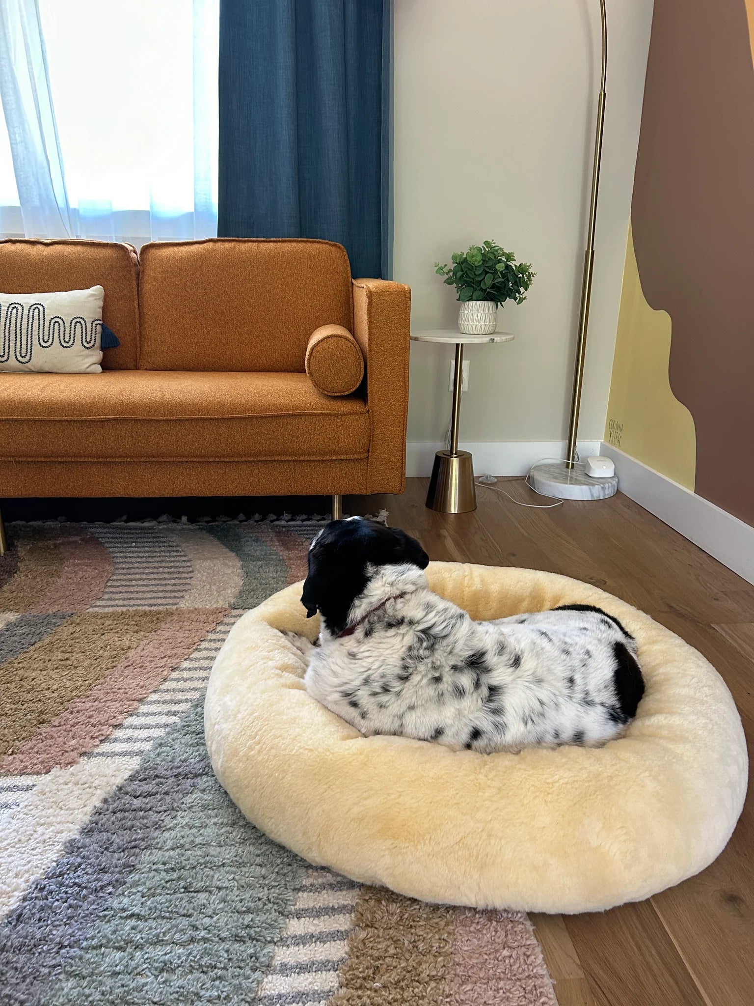 Dog resting on a snugly short fur sheepskin dog bed in a living room 