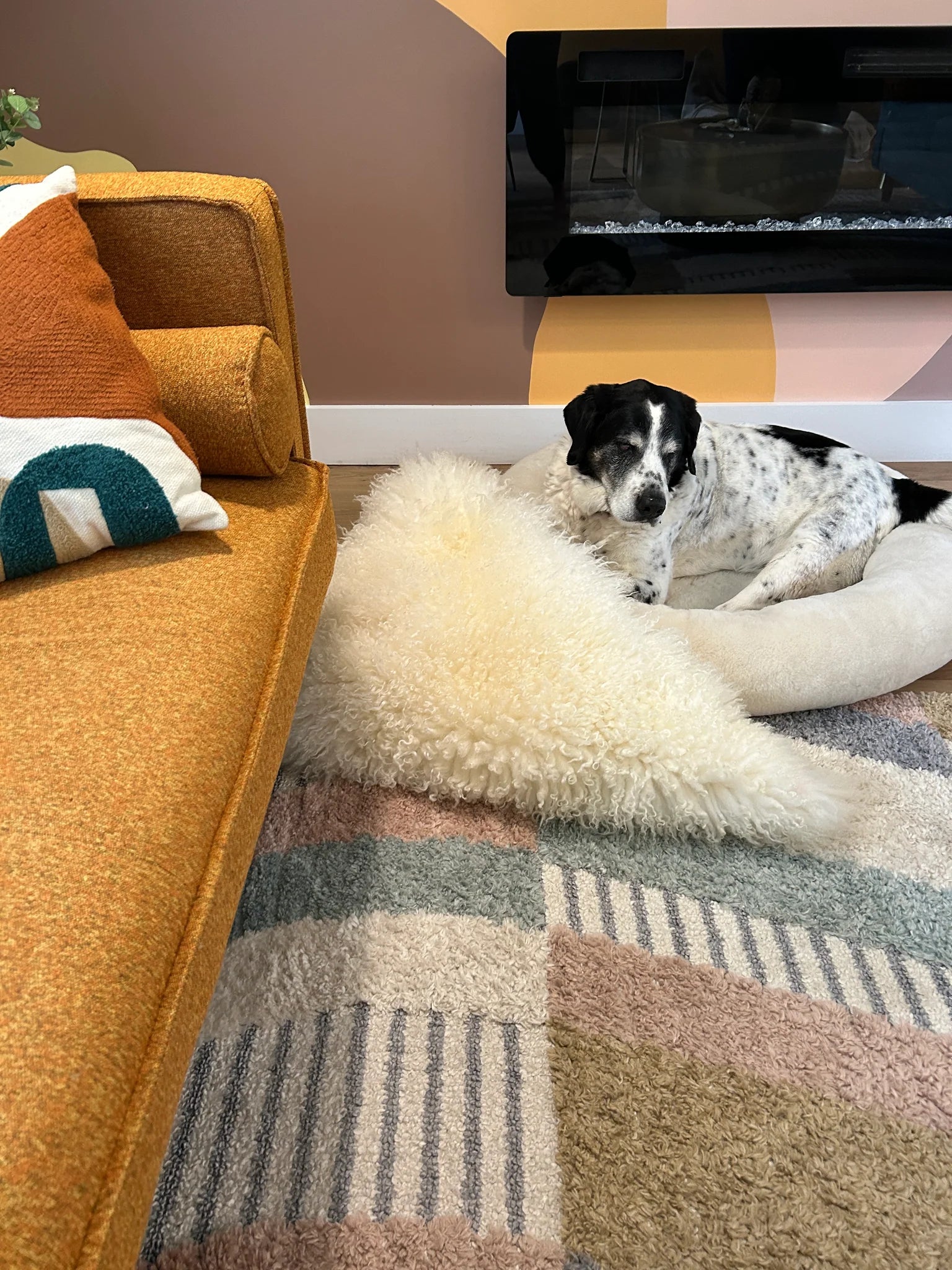 Dog lying on snugly short fur sheepskin dog bed in a living room 