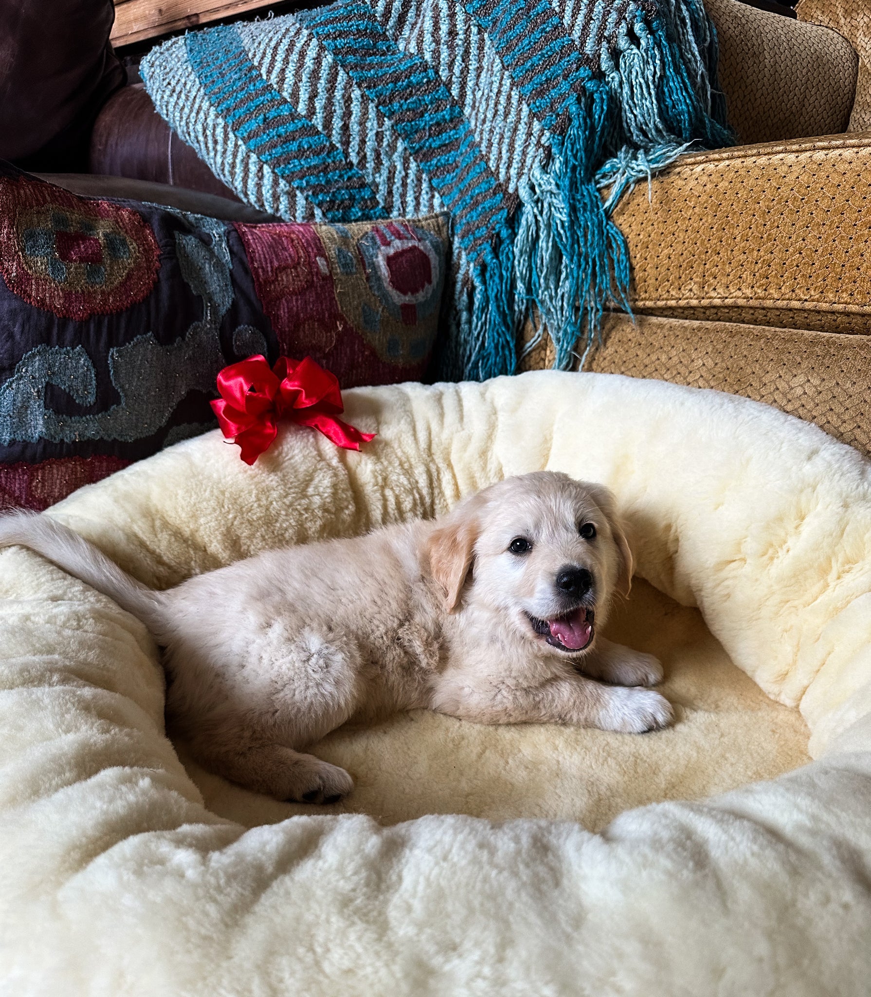 Puppy lying in snugly short fur sheepskin dog bed