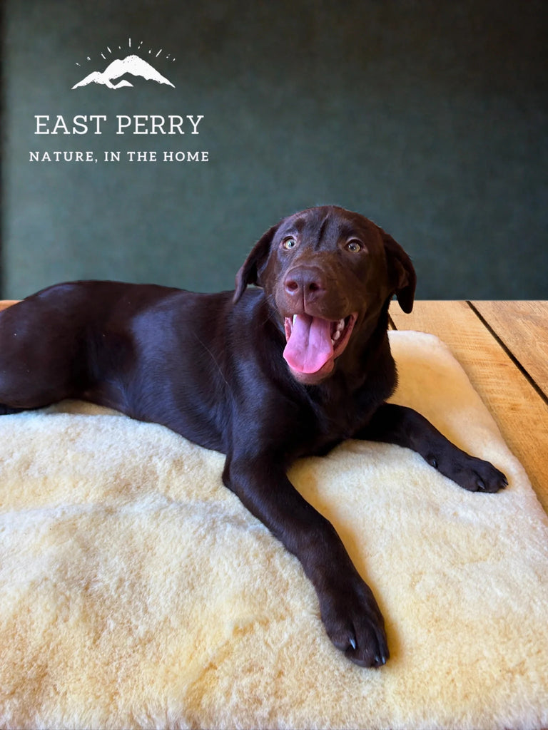 Dog lying on the puppad