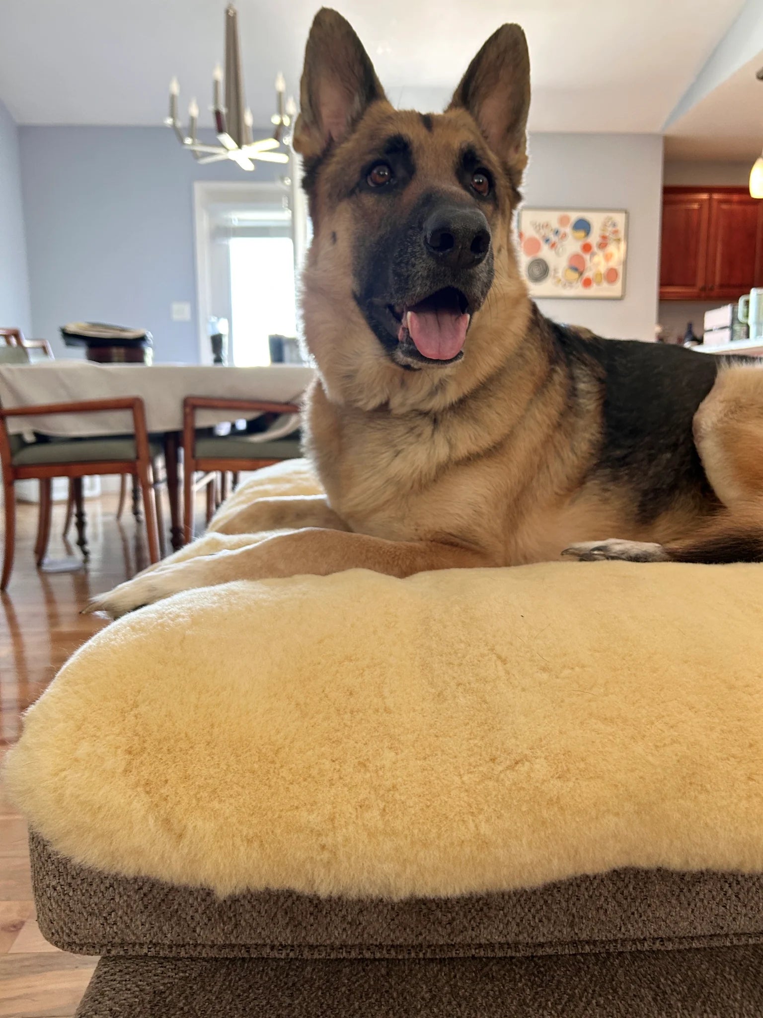 German Shepherd dog sitting on the puppad