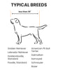 Diagram of a dog with height measurement and list of typical breeds under 38 inches