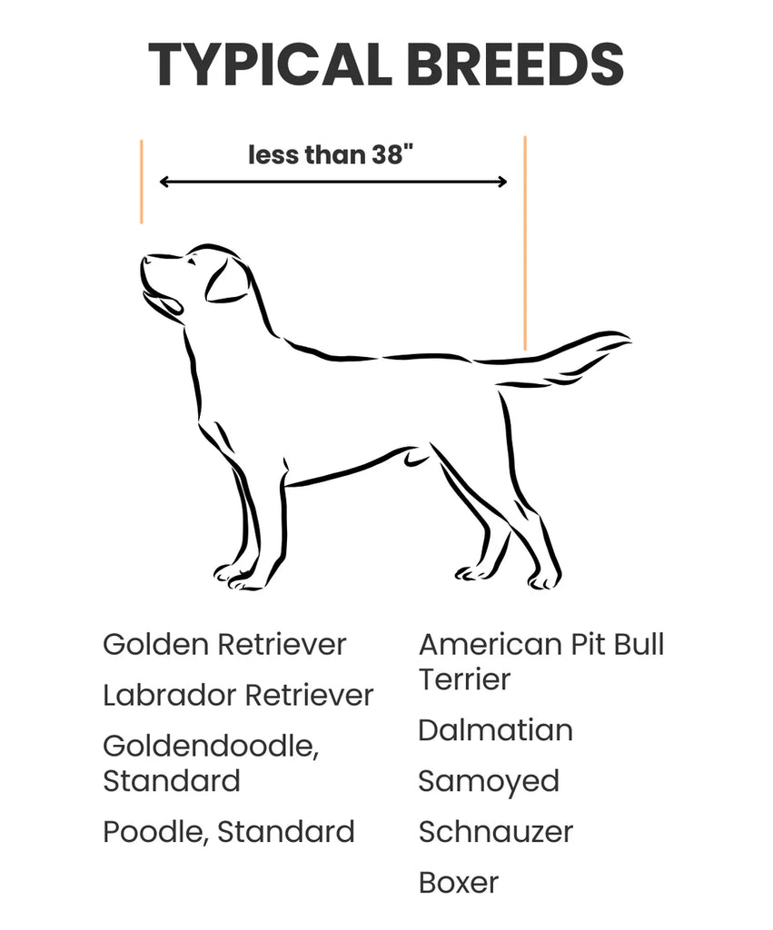 Diagram of a dog with height measurement and list of typical breeds under 38 inches