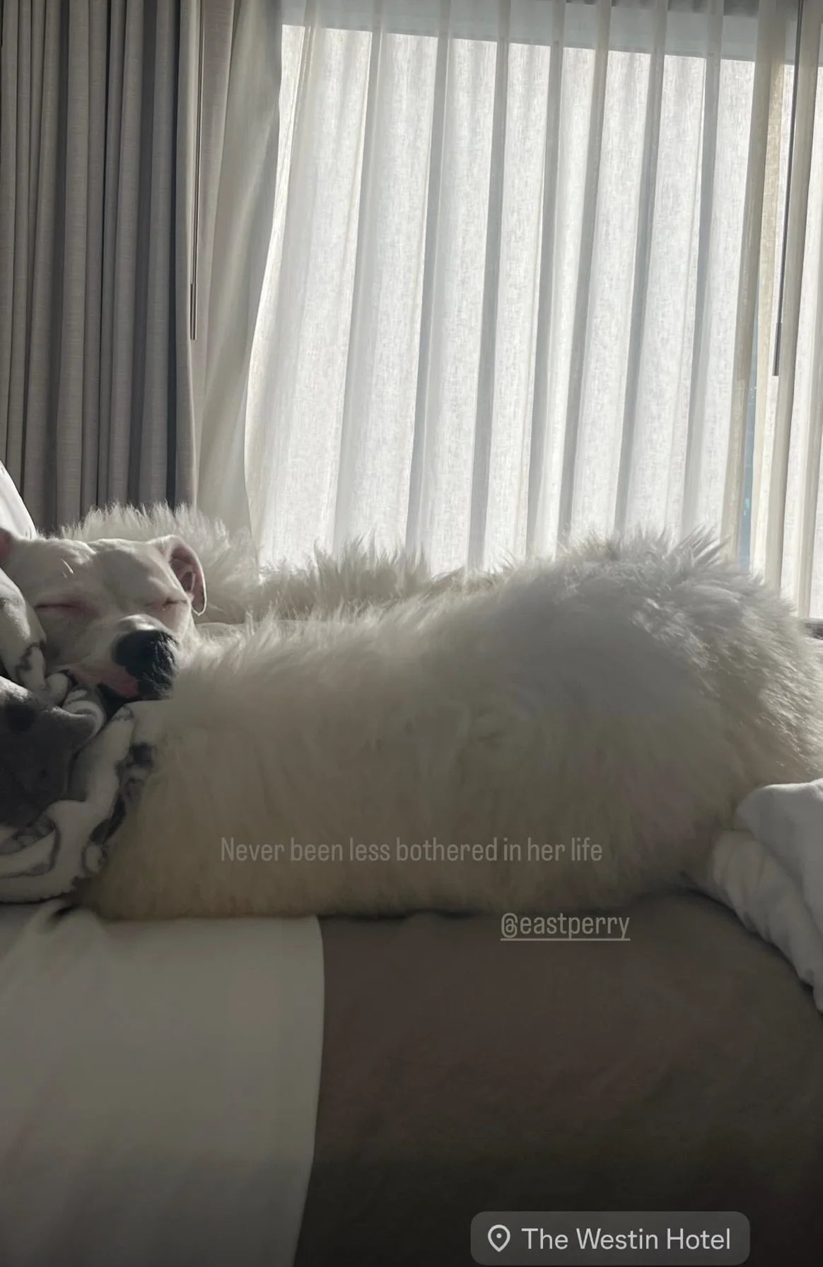 Side-view of fluffy pet bed