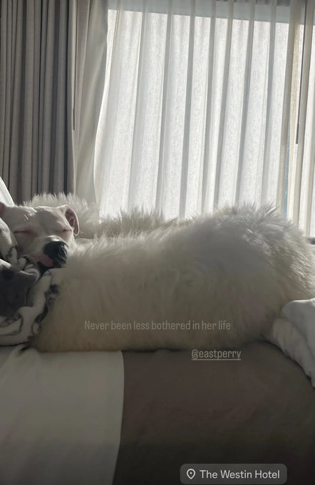 Side-view of fluffy pet bed 